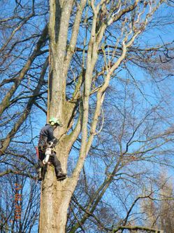Wietzke Baumpflege in Schleswig-Holstein Weddelbrook Projekte und Referenzen