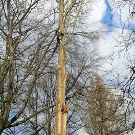 Wietzke Baumpflege in Schleswig-Holstein Weddelbrook Projekte und Beispiele