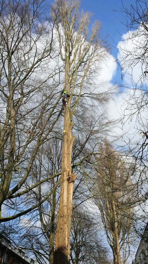 Wietzke Baumpflege in Schleswig-Holstein Weddelbrook Projekte und Beispiele