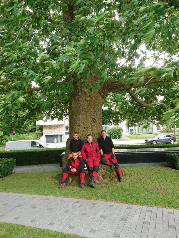 Wietzke Baumpflege in Schleswig-Holstein Weddelbrook Projekte und Beispiele