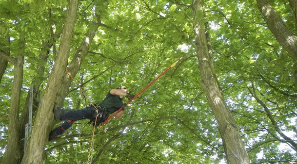 Wietzke Baumpflege in Schleswig-Holstein Weddelbrook Projekte und Beispiele